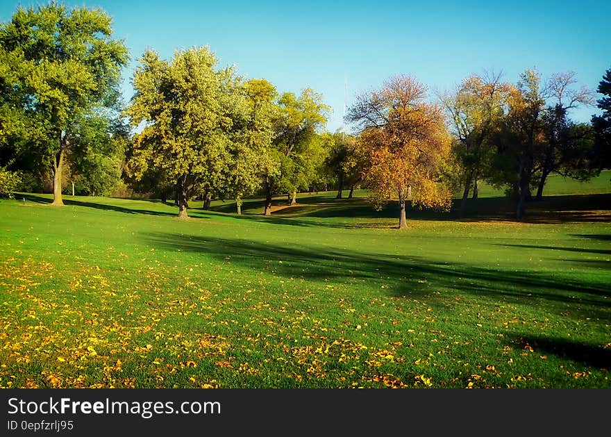 Trees lining green golf course in Omaha, Nebraska on sunny day. Trees lining green golf course in Omaha, Nebraska on sunny day.