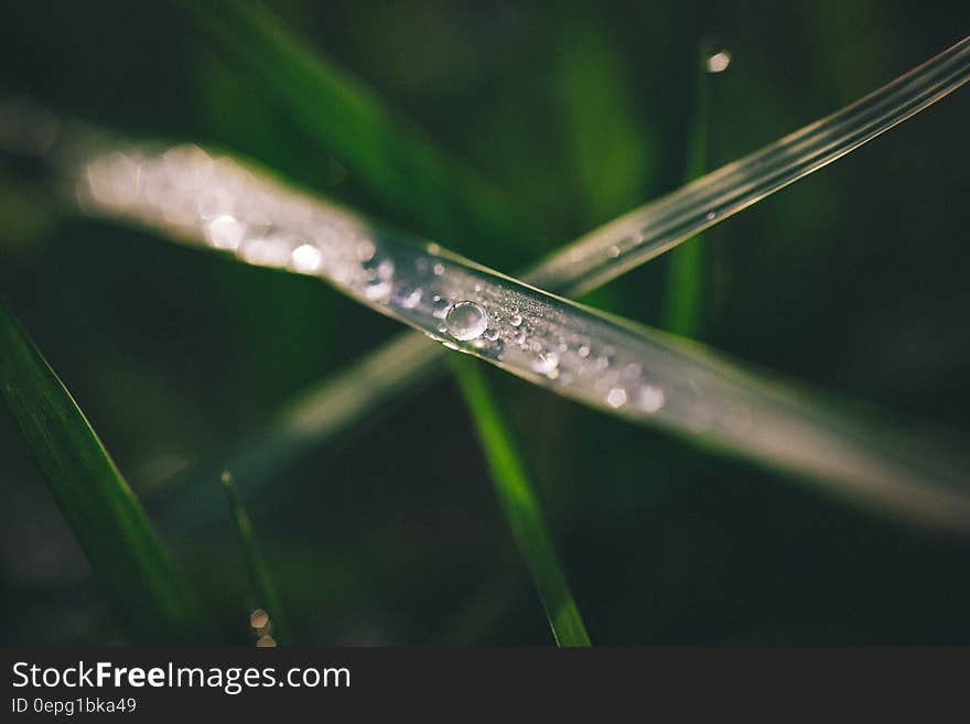 Water drops on a blade of green grass. Water drops on a blade of green grass.