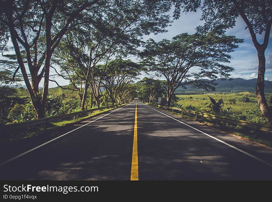 A road shaded by trees passing through a green landscape. A road shaded by trees passing through a green landscape.