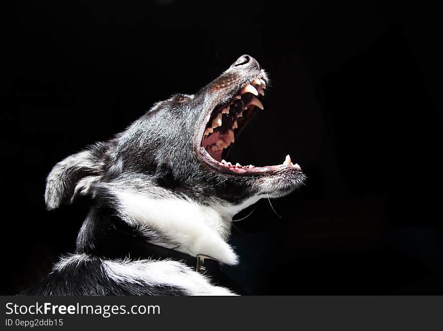 A portrait of a dog barking and showing its teeth. A portrait of a dog barking and showing its teeth.