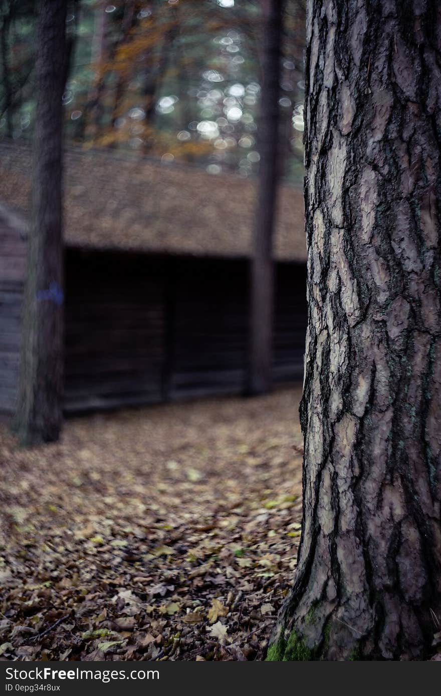 Close-up Photo of Tree Trunk in Forest