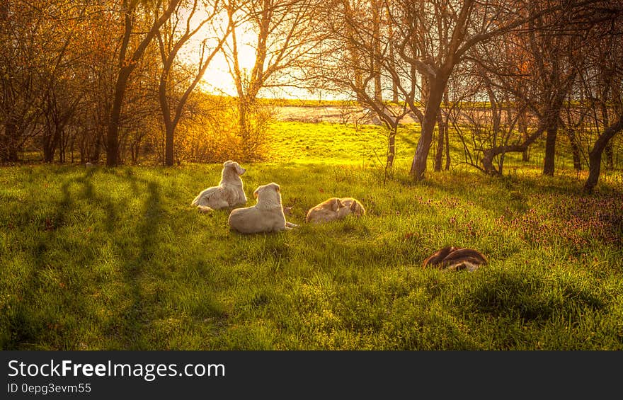 A group of dogs lying on grass on a meadow with sun rising in the horizon. A group of dogs lying on grass on a meadow with sun rising in the horizon.