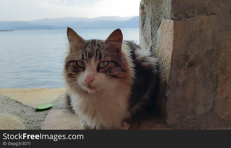 Cat sitting on stone wall next to seashore on sunny day. Cat sitting on stone wall next to seashore on sunny day.