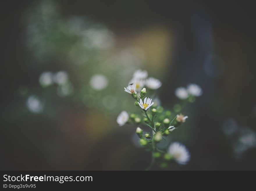 Selective Photo of White Petaled Flower