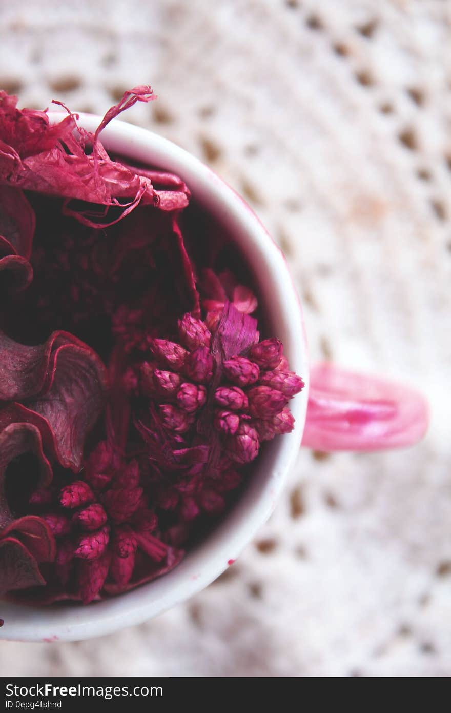 Close-up of Pink Flower