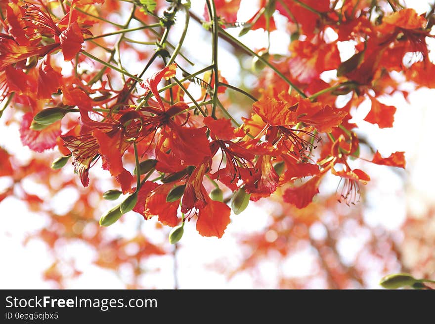 A blooming tree with red flowers.