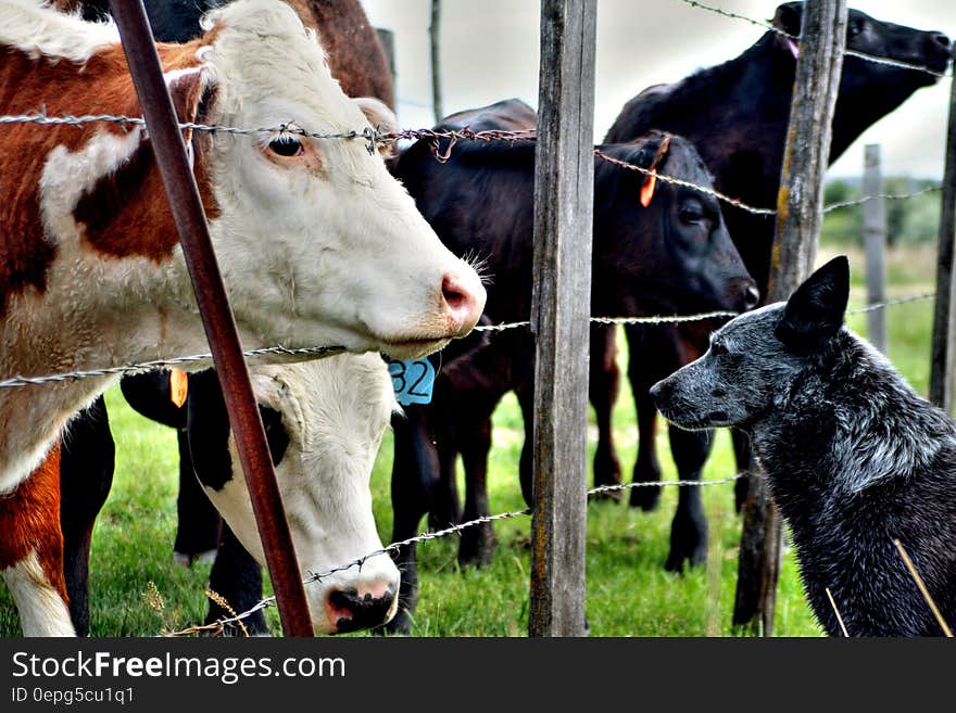 Gray and black dog looking through a barbed wire fence at a herd of cows grazing in farm pasture. Gray and black dog looking through a barbed wire fence at a herd of cows grazing in farm pasture.