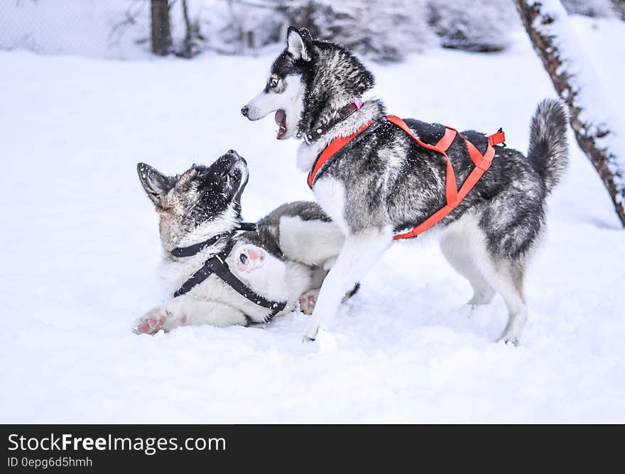 Dog in Snow