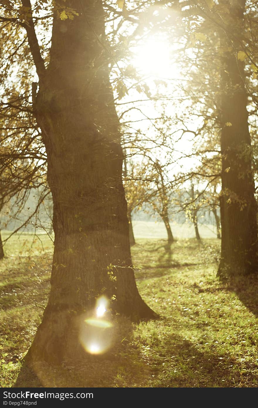 Close-up Photo of Tree Trunks