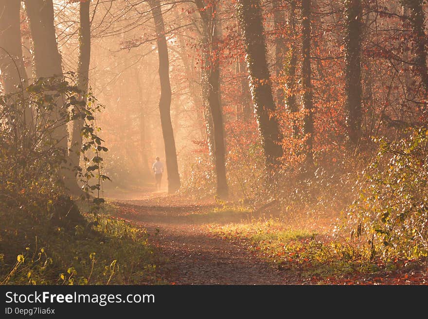 Scenic View of Forest