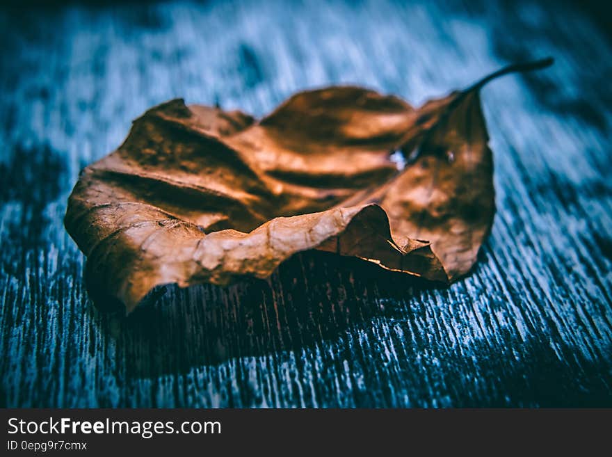 Close Up Photo of Dried Leaf