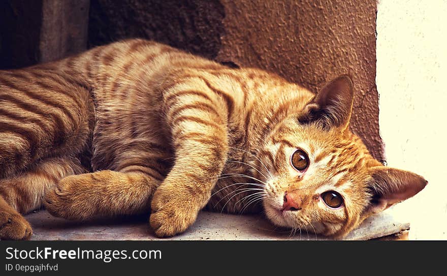 Portrait of brown striped domestic cat on sunny outdoor stoop. Portrait of brown striped domestic cat on sunny outdoor stoop.