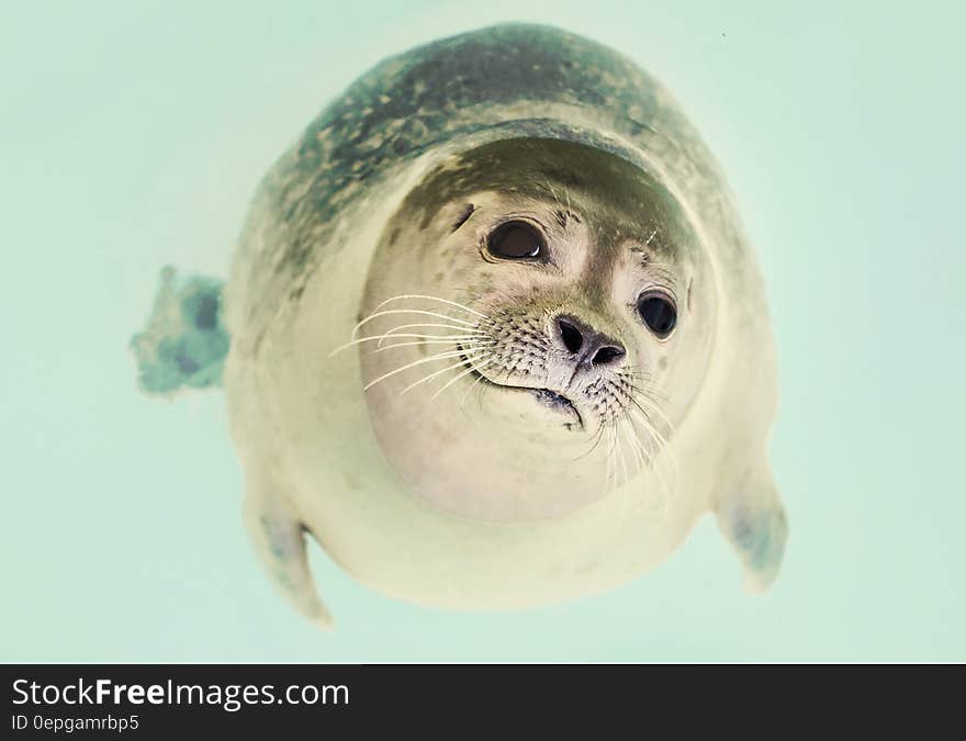 Seal Underwater