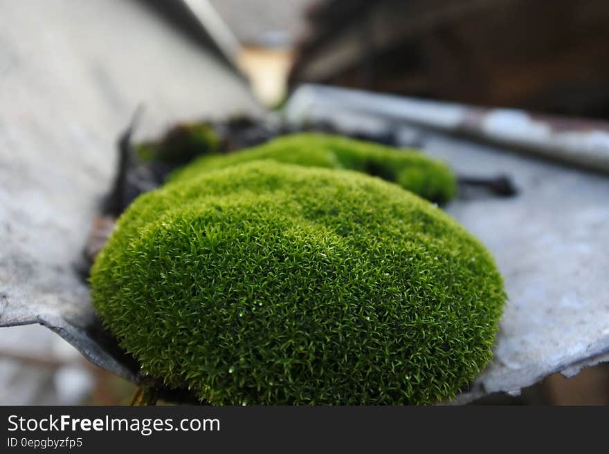 Moss growing in a metal canal. Moss growing in a metal canal.