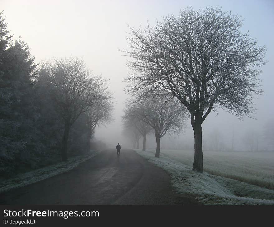 Person Walking on Road Between Trees