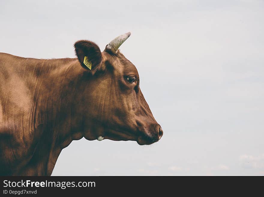 Brown Cow Side View in Low Angle Photography