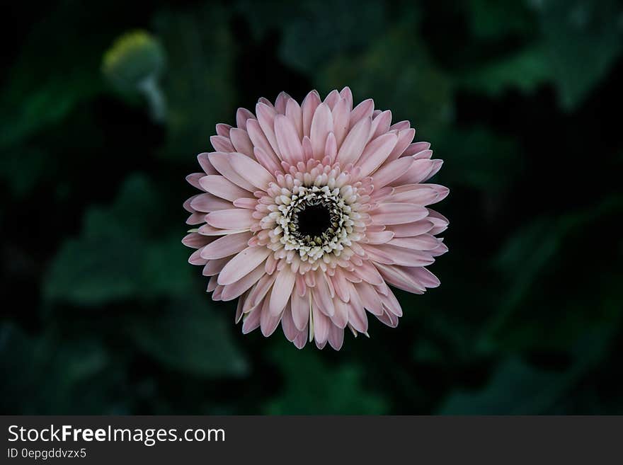 Close up of pink daisy flower in sunny garden.