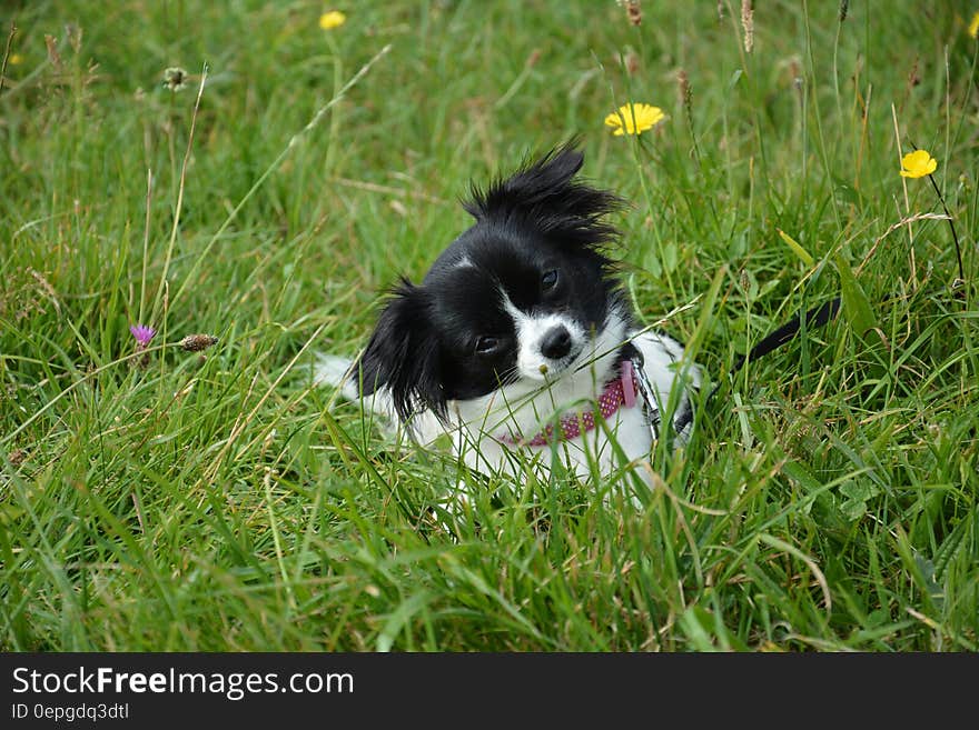 Small black and white dog in tall green grasses with wildflowers. Small black and white dog in tall green grasses with wildflowers.