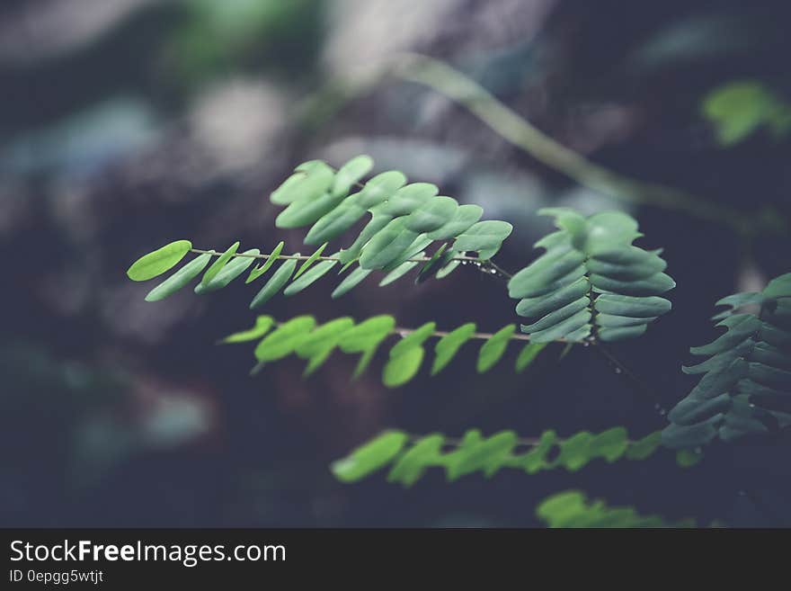 Close up of leafy branches of green fern in sunny forest. Close up of leafy branches of green fern in sunny forest.