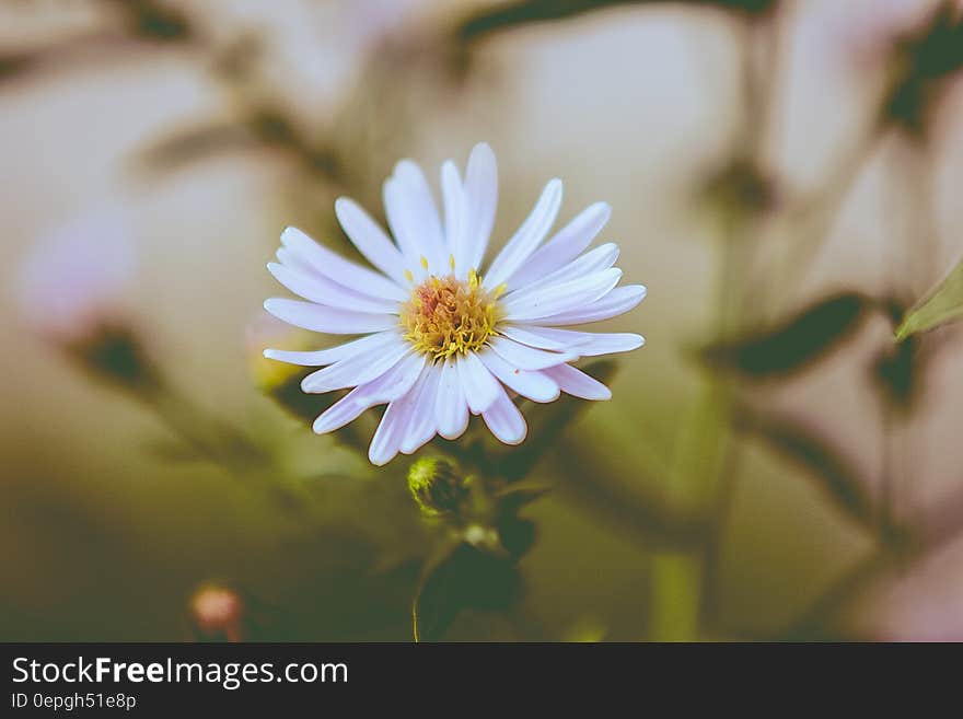 Close-up of Cosmos Flower