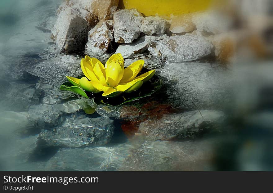 Close-up of Yellow Lotus in Water