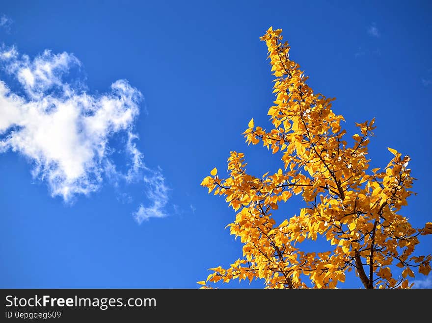 Yellow leafy autumn tree with blue sky and cloudscape formation. Yellow leafy autumn tree with blue sky and cloudscape formation.