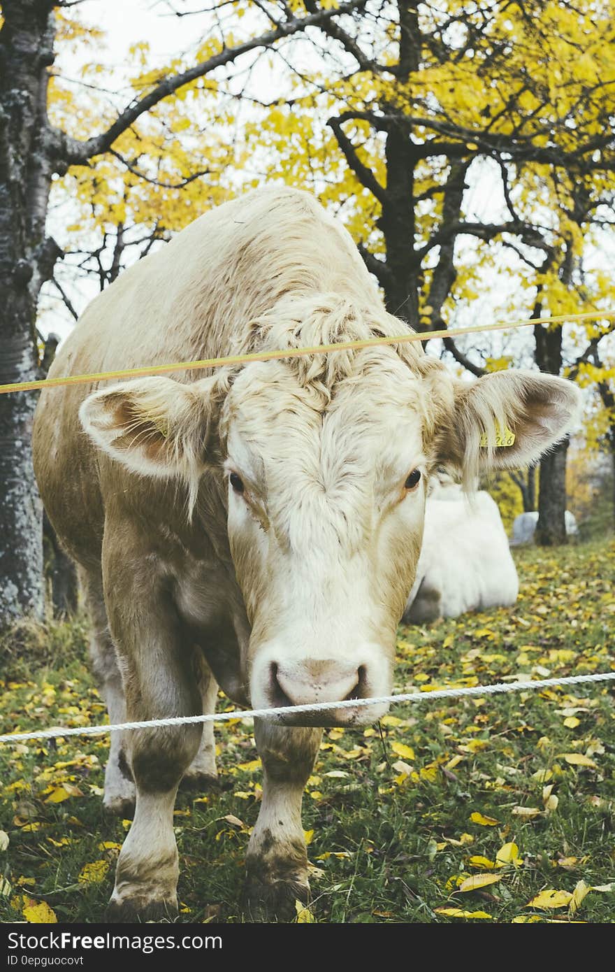 Brown Cow on Green Grass Lawn during Daytime