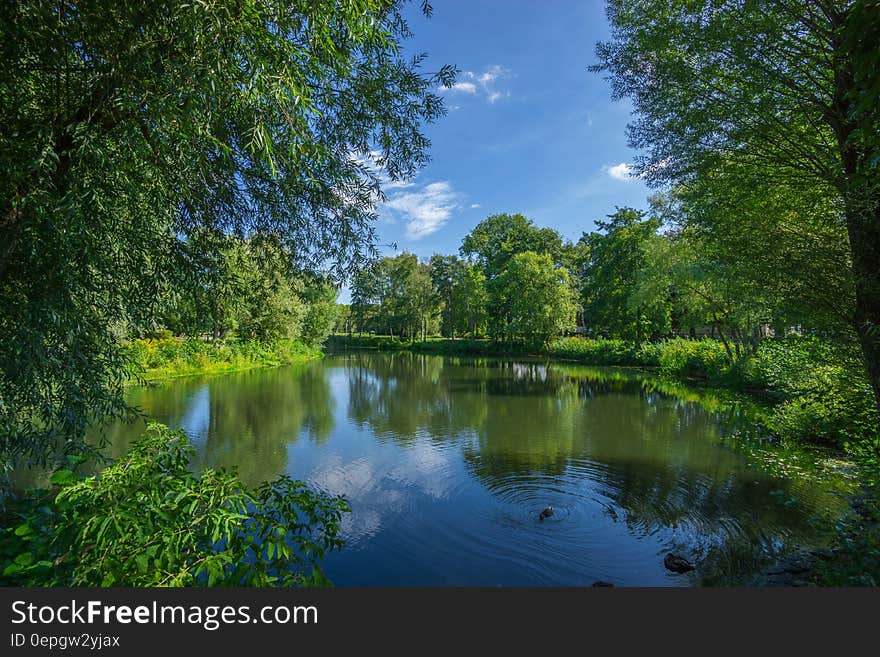 Green Trees and Lake Photo