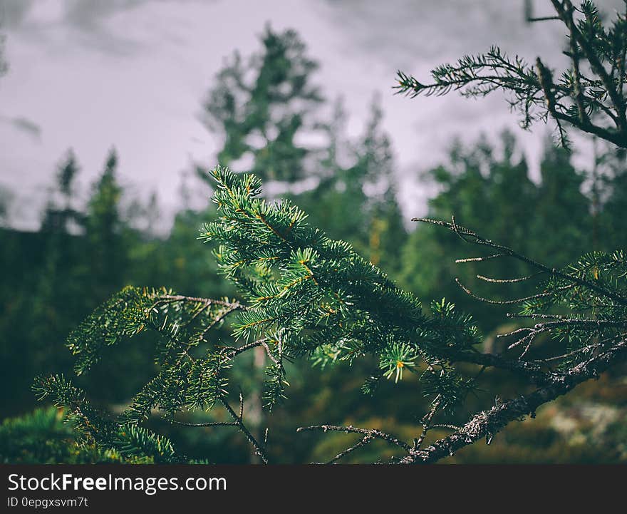 A close up of fir tree branches in an evergreen forest.