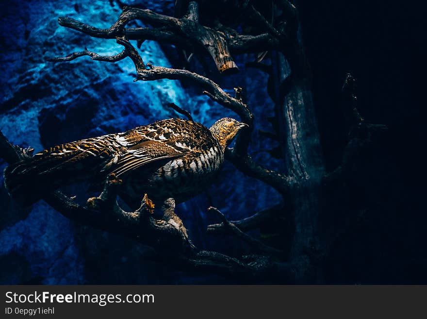 Bird sitting in tree branch against dark blue skies. Bird sitting in tree branch against dark blue skies.