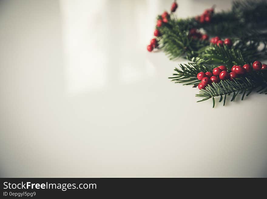 Christmas Holly Beside White Painting Concrete Wall