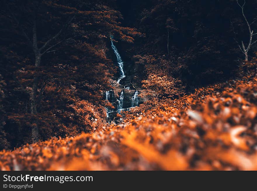 Water Stream Between Brown Leaves