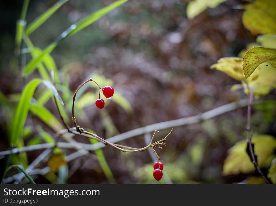 Cherry With No Leaves and Branch