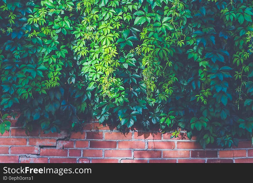 Green Outdoor Plants on Brown Brick Wall