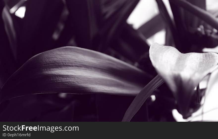 Abstract pattern from close up of leaves in black and white. Abstract pattern from close up of leaves in black and white.