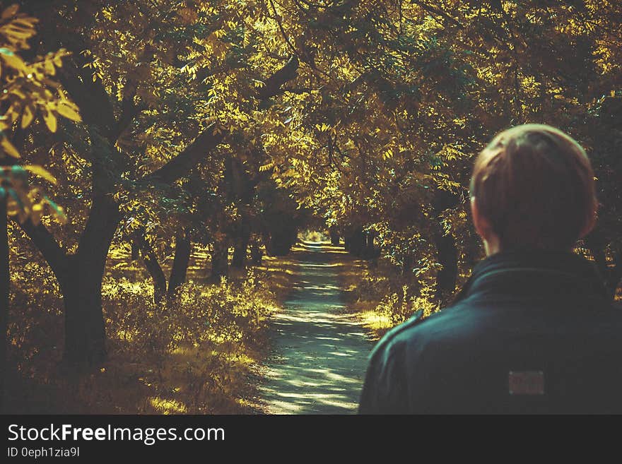 Back of man walking through sunny forest trail. Back of man walking through sunny forest trail.