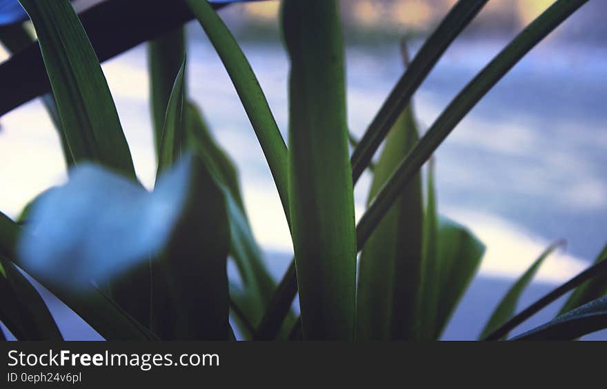 Close up on blades of green grass on sunny day. Close up on blades of green grass on sunny day.