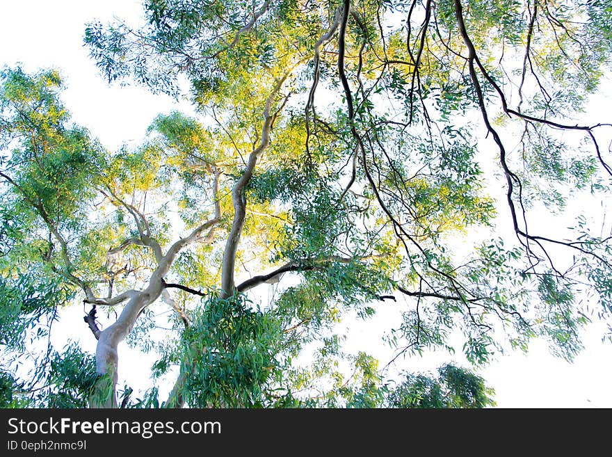 Two trees in Springtime with sunlight making some of the small green leaves look a delicate shade of yellow, white cloud background.