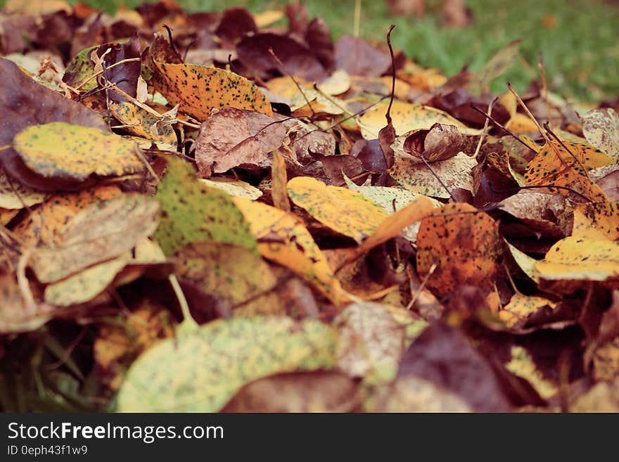 Close up of fall leaves on green grass on sunny day. Close up of fall leaves on green grass on sunny day.