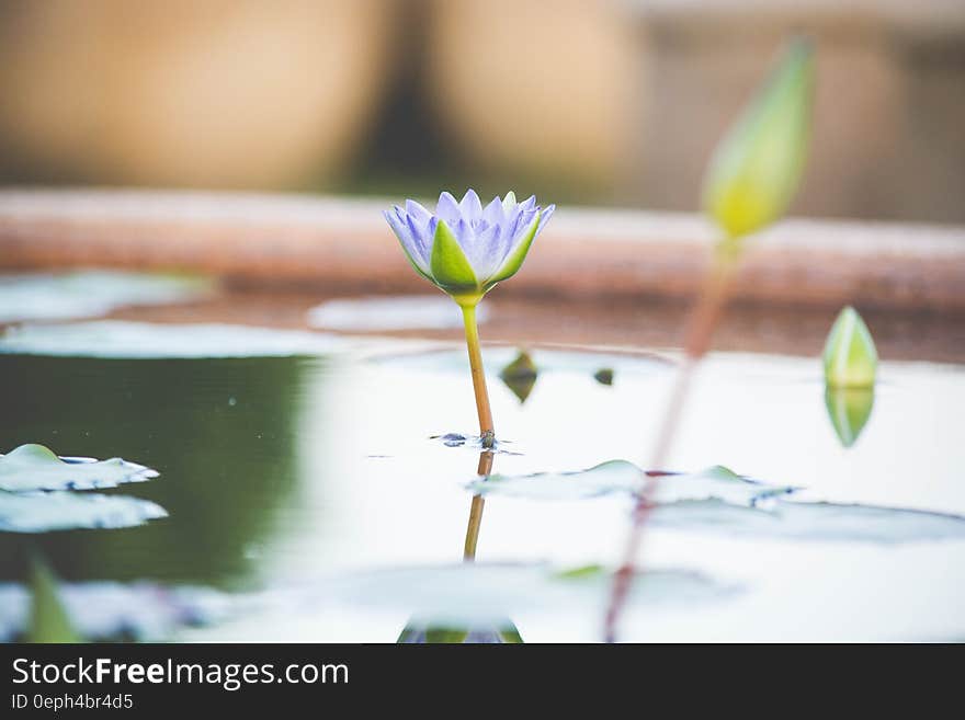 Purple Petaled Flower in Bloom at Daytime