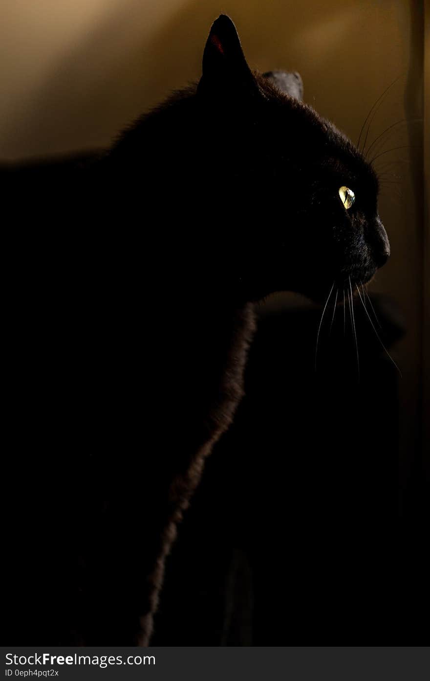 Side portrait of black cat with yellow eyes.