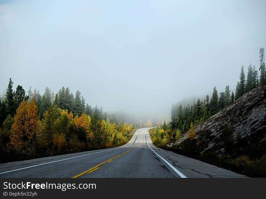 Empty Country Road in Fog