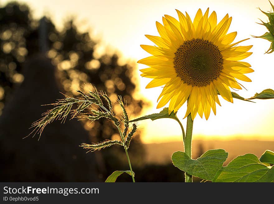 Sunflower during Sunset