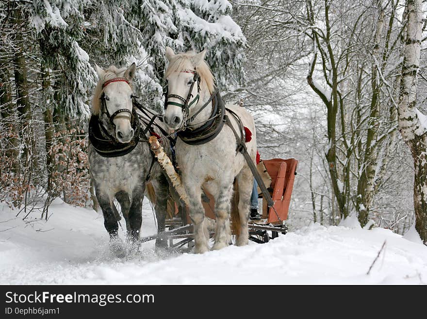 Horses pulling sleigh through snowy lane in forest. Horses pulling sleigh through snowy lane in forest.