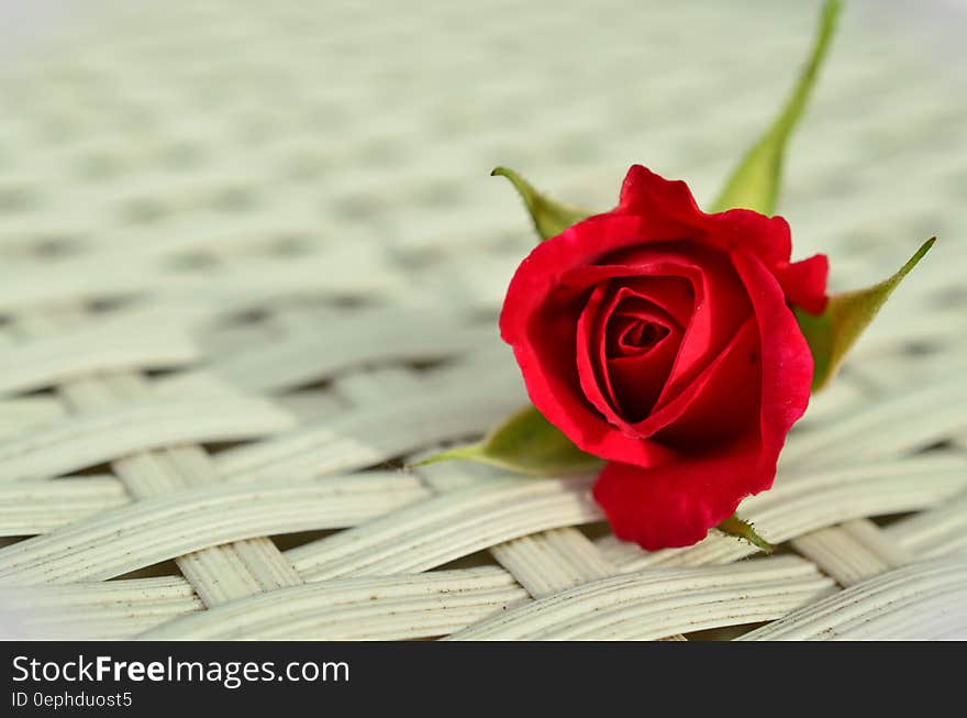 Red Rose on White Weaved Surface