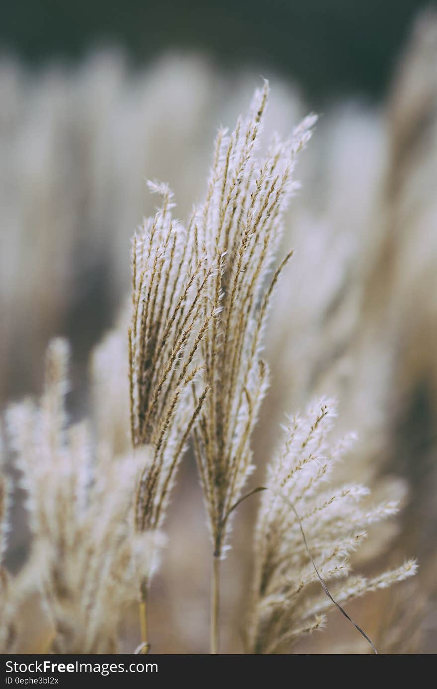 Close up of grass fronds in sunny field. Close up of grass fronds in sunny field.