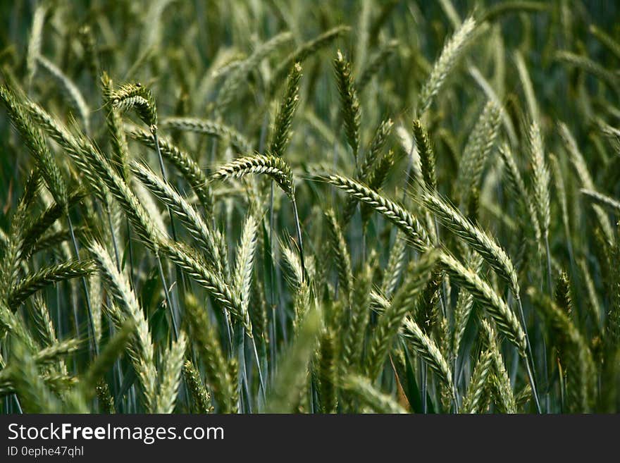 Closeup of green grasses in field on sunny day.