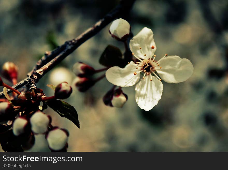 Close up of white bloom and buds on branch in sunny garden. Close up of white bloom and buds on branch in sunny garden.