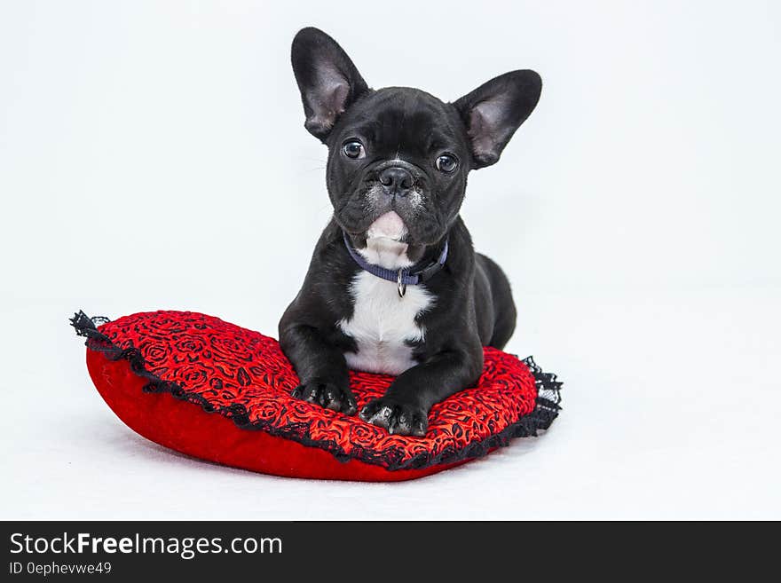 Cute black and white boston terrier on a red pillow with black fringe isolated on a white background. Cute black and white boston terrier on a red pillow with black fringe isolated on a white background.