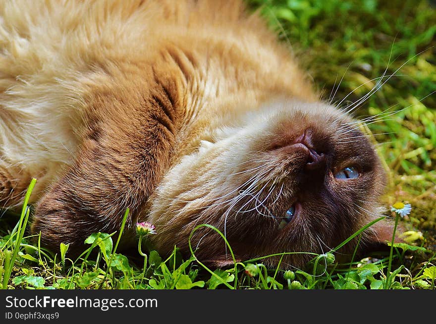 Brown kitty with blue ice relaxing face up on lush green grass. Brown kitty with blue ice relaxing face up on lush green grass.